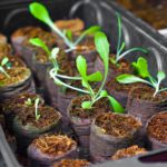 How Does Your Home Garden Grow?