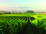 Beyond Bordeaux