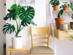 How to Bring More Health and Energy into Your Home